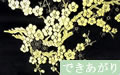 梅（黒地に金）